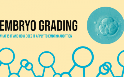 Embryo Grading: What is it and How it Applies to Embryo Adoption